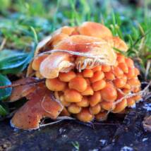Frozen Mushroom image
