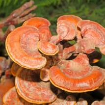 Ganoderma Mushroom Spawn