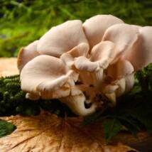 Oyster Mushroom Spawn image