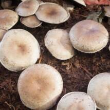 Portobello Mushroom image