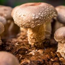 Shiitake Mushroom Spawn