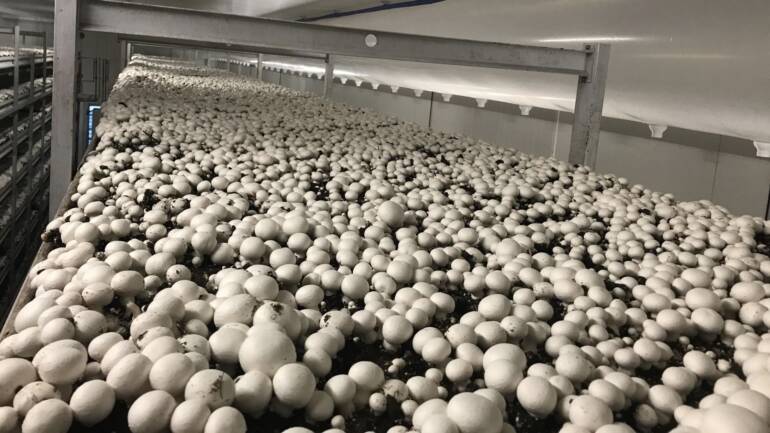 The Art of Button Mushroom Cultivation