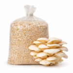 Oyster Mushroom Spawn