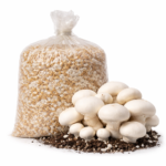 Button Mushroom Spawn