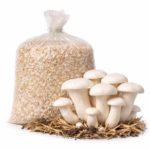 Milky Mushroom Spawn