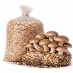 Shiitake Mushroom Spawn