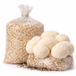 Lion’s Mane Mushroom Spawn