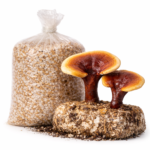 Reishi (Ganoderma) Mushroom Spawn