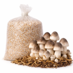 Paddy Straw Mushroom Spawn